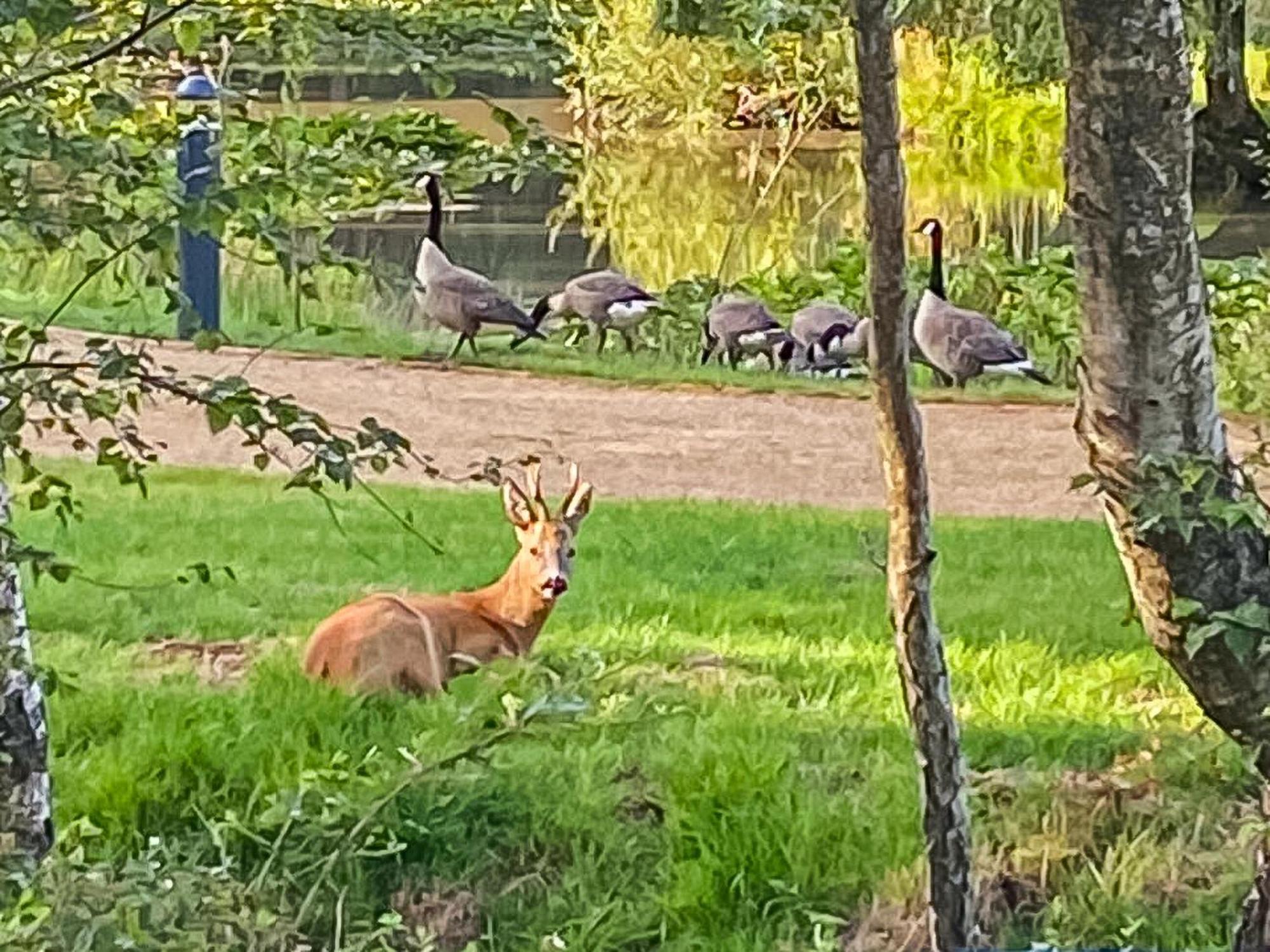 Holiday home Deer Glade Landford